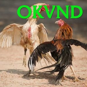 Đá Gà Trực Tiếp - Ưu đãi đặc biệt - Phiên bản mới