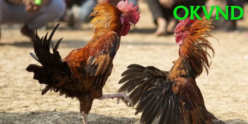 Đá Gà Trực Tiếp - Trải nghiệm tuyệt vời - PvP